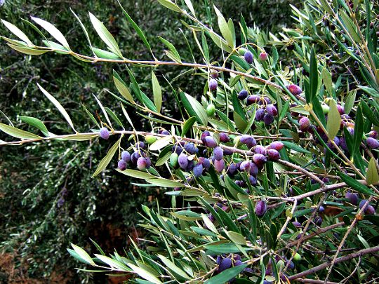 Olives on the branch (image by Ole Husby)