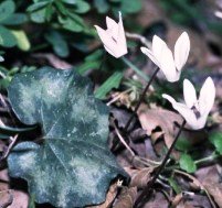 Cretan Cyclamen - Cyclamen creticum