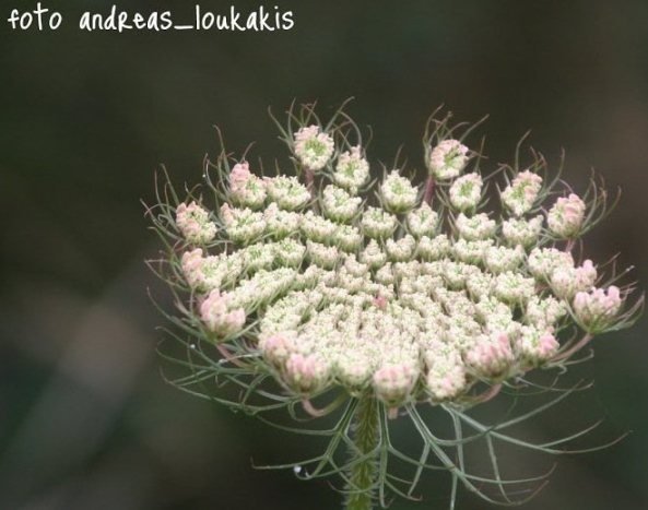 Wild Carrot - Daucus carota by flora photographer Andreas Loukakis