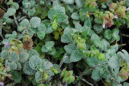 Origanum dictamnus healing herb