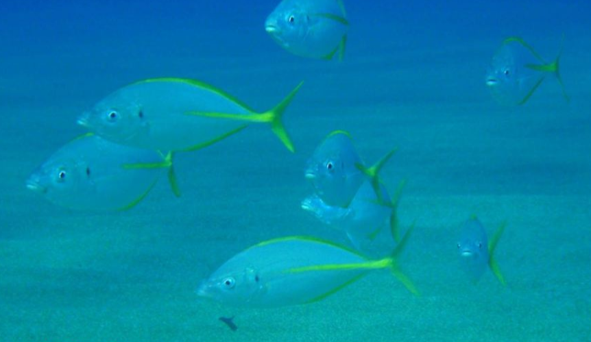 Clear waters diving off Matala (image by Mark Latter)