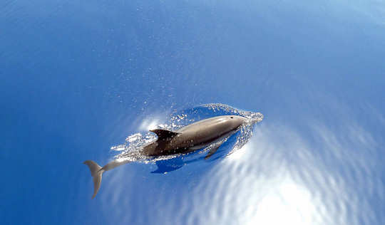 Striped dolphins of Greece can be seen in Crete