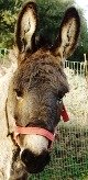 Donkey at Walk with Donkeys shelter