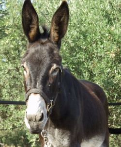 Walk with Donkeys