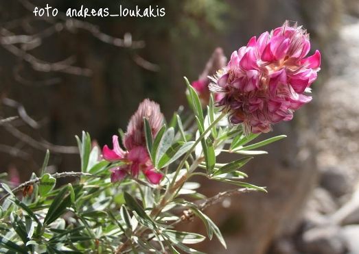 Cretan Ebony (Cretan Silver Bush, Shrubby Sainfoil) Edenus cretica (image by Andreas Loukakis)