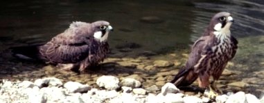 Eleonora's Falcon - Falco eleonorae