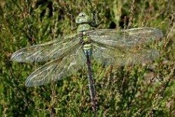 Emporor Dragonfly by Jelger Herder