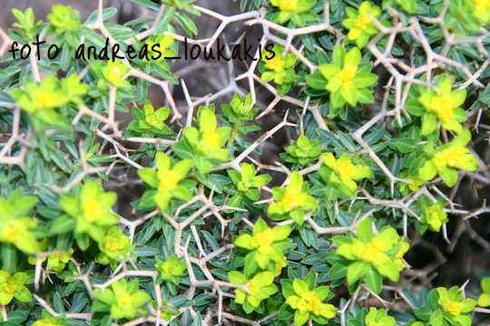 Greek Spiny Spurge (image by Andreas Loukakis)