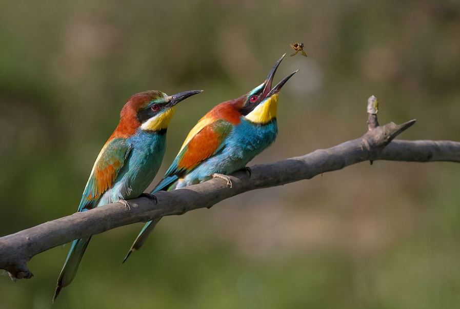 European Bee-eater, Merops apiaster (image creative commons Pierre Dalous)