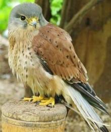 European Kestrel Falco tinnunculus