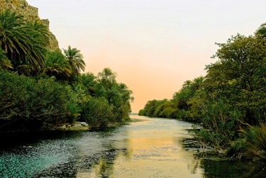 Palm Forest Finikodasos (image by Tranchis)