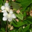 Myrtle - Myrtus communis (image by Jimenez)