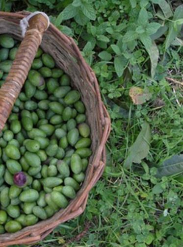 Basket of fresh olives just harvested