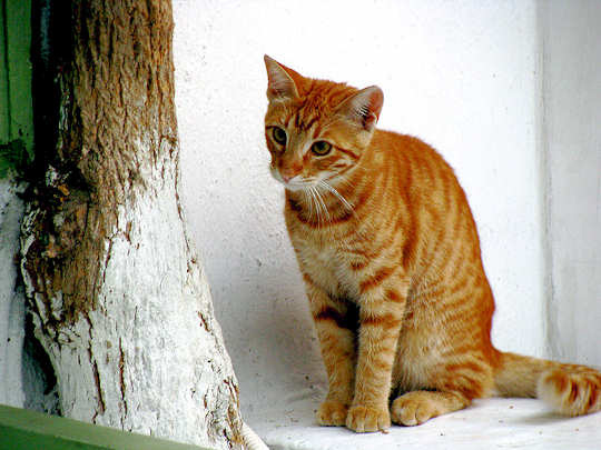 Ginger Cat, Mykonos by Travelling Runes