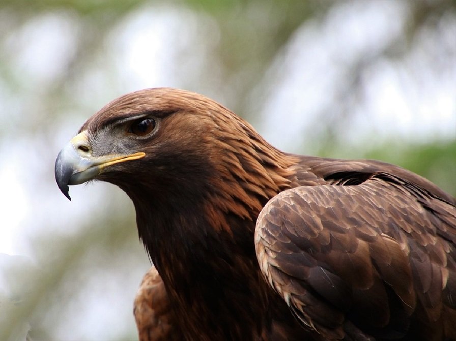 Golden Eagle Crete