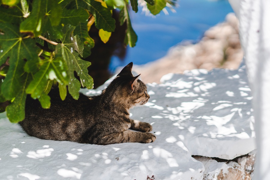 Greek Cat Amorgos