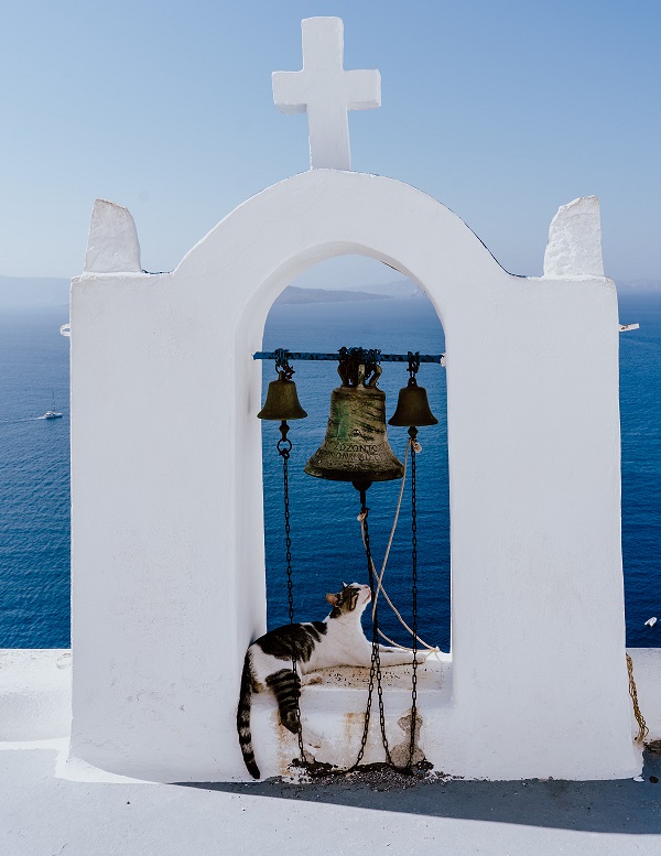 Greek cat Oia