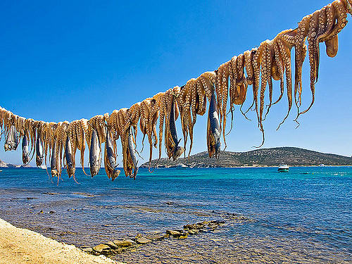 Drying the octopus by the seaside