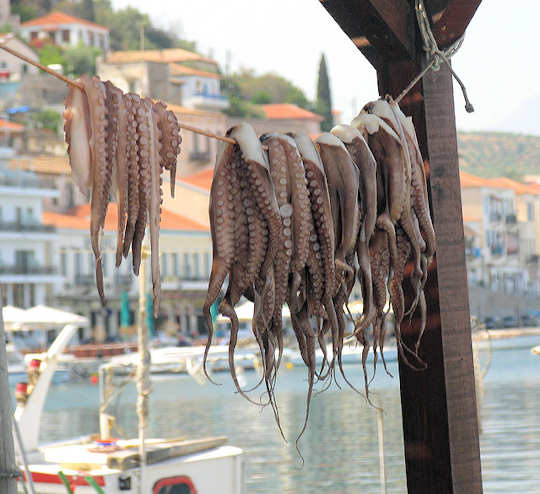 Octopus drying on the line (image by karol m)