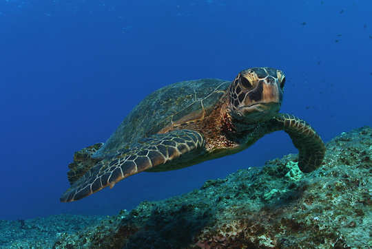 Green sea turtle