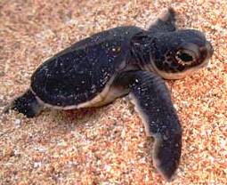 Green Turtle in Crete