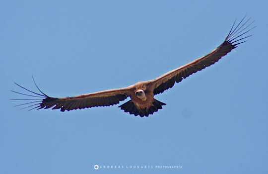 Griffin Vulture of Crete (image by Andreas Loukakis)