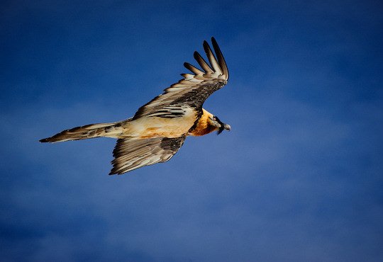 Gypaetus barbatus Bearded Vulture on the wing (image by Jayhem)