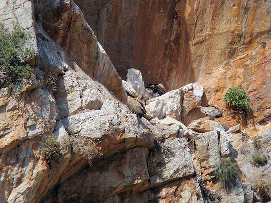 Griffon Vultures nesting in Crete, these magnificent birds can have a wingspan of up to 2.8 metres