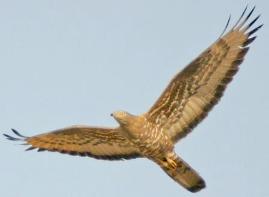 Honey Buzzard - Pernis apivorus