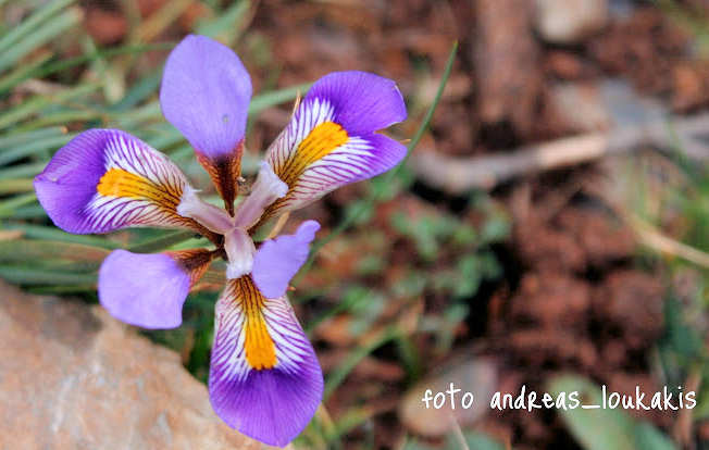 Cretan Iris  Κρητική Ίριδα  Iris cretensis (image by Andreas Loukakis)