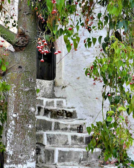 Kamilari Village flowers (image by Mark Latter)