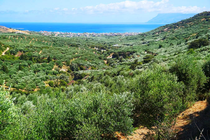 Kastelli Kissamos Town is surrounded by olive groves