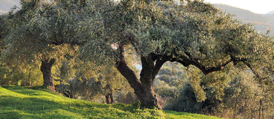 Olive grove in Crete