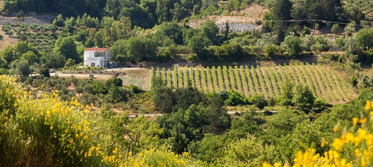 Kourkoulou Winery Crete