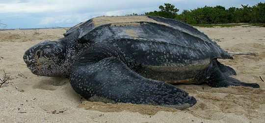 Leatherback Sea Turtle - Dermochelys coriacea