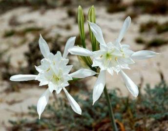 Lily of the beach in Crete
