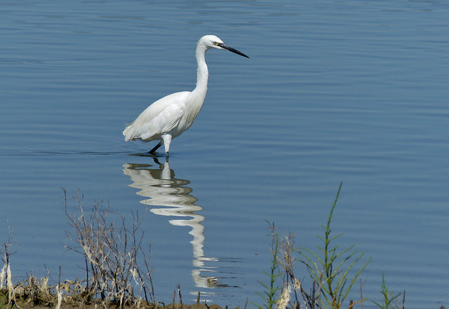 Little Egret Egretta garzetta (image by Bernard Dupont)