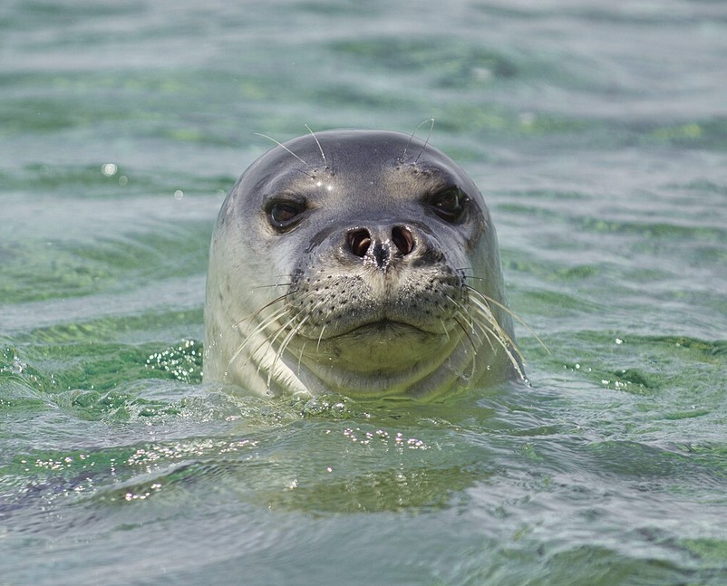 Mediterranean Monk Seal