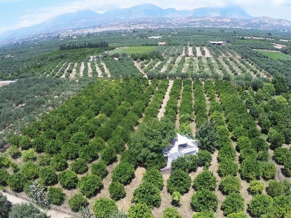 A lush orange plantation in the centre of the Messara Valley showing Mires town in the background