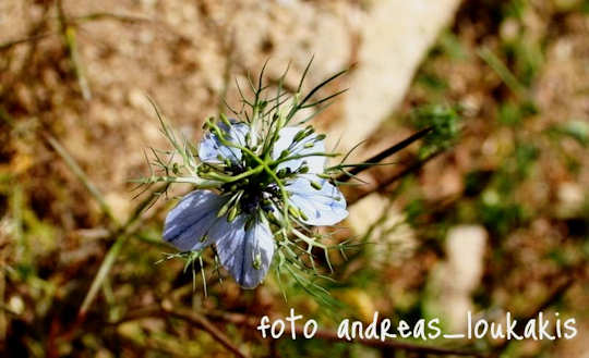 Spring flower tours - Nigella damascena (image by Andreas Loukakis)