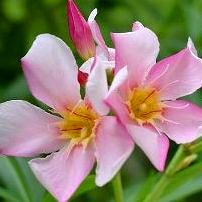 Oleander - Nerium oleander