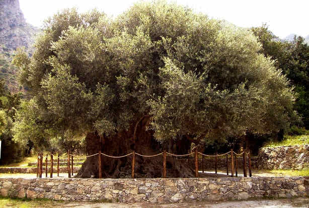 One of the Oldest Olive Trees in Greece - a living monument in Lasithi, The Olive Tree of Azorias