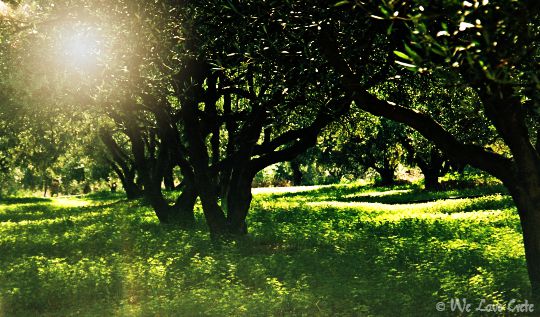 Olive grove in Crete