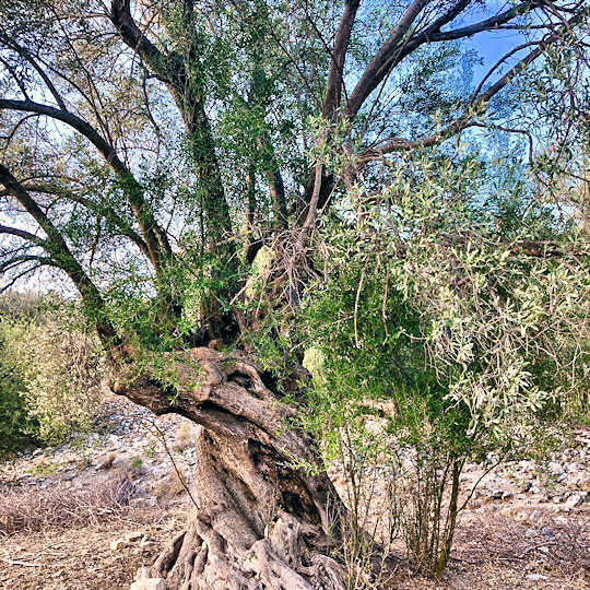 Old Olive Tree