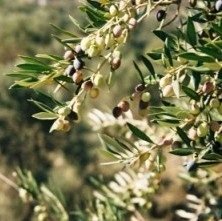 Olive Tree, Crete