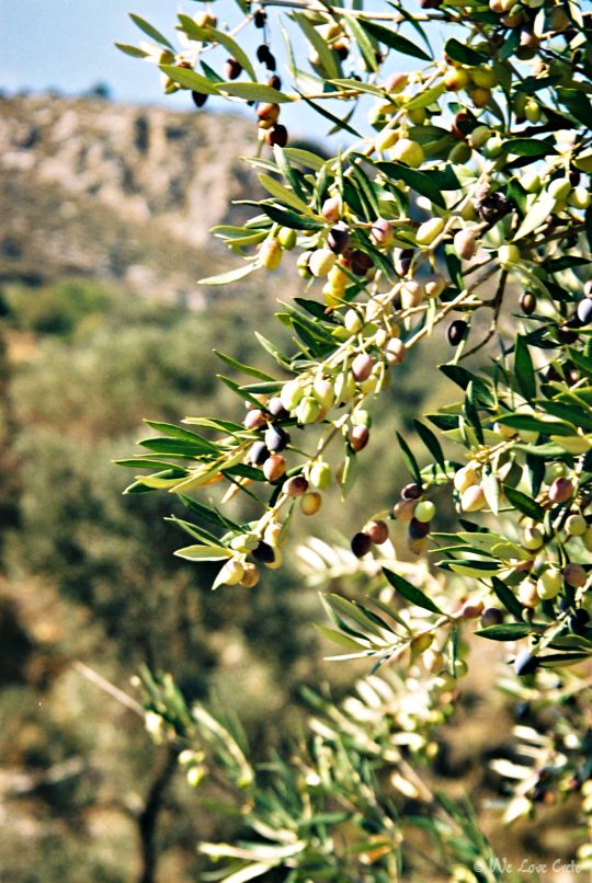 Colourful olives on the branch in Crete