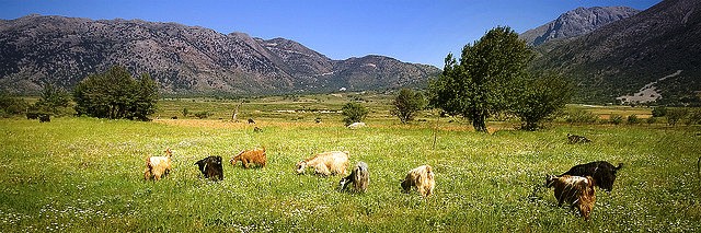 Goats in the fields on the plateau (Image by Jean Francois Renaud)