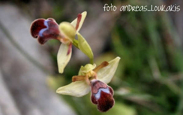 Fleishman's Ophrys Ophrys Fleismanii (image by Andreas Loukakis)