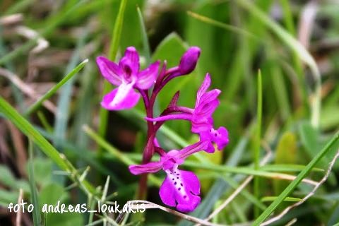 Anatolian Orchis Orchis anatolica (image by Andreas Loukakis)