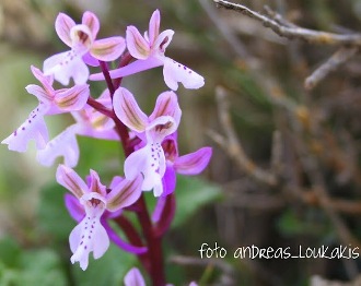 Sitia Orchid - <i>Orchis sitiaca</i>